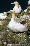 gannets