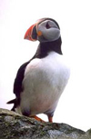 puffin