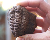 trilobite